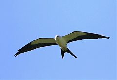 Swallow-tailed Kite